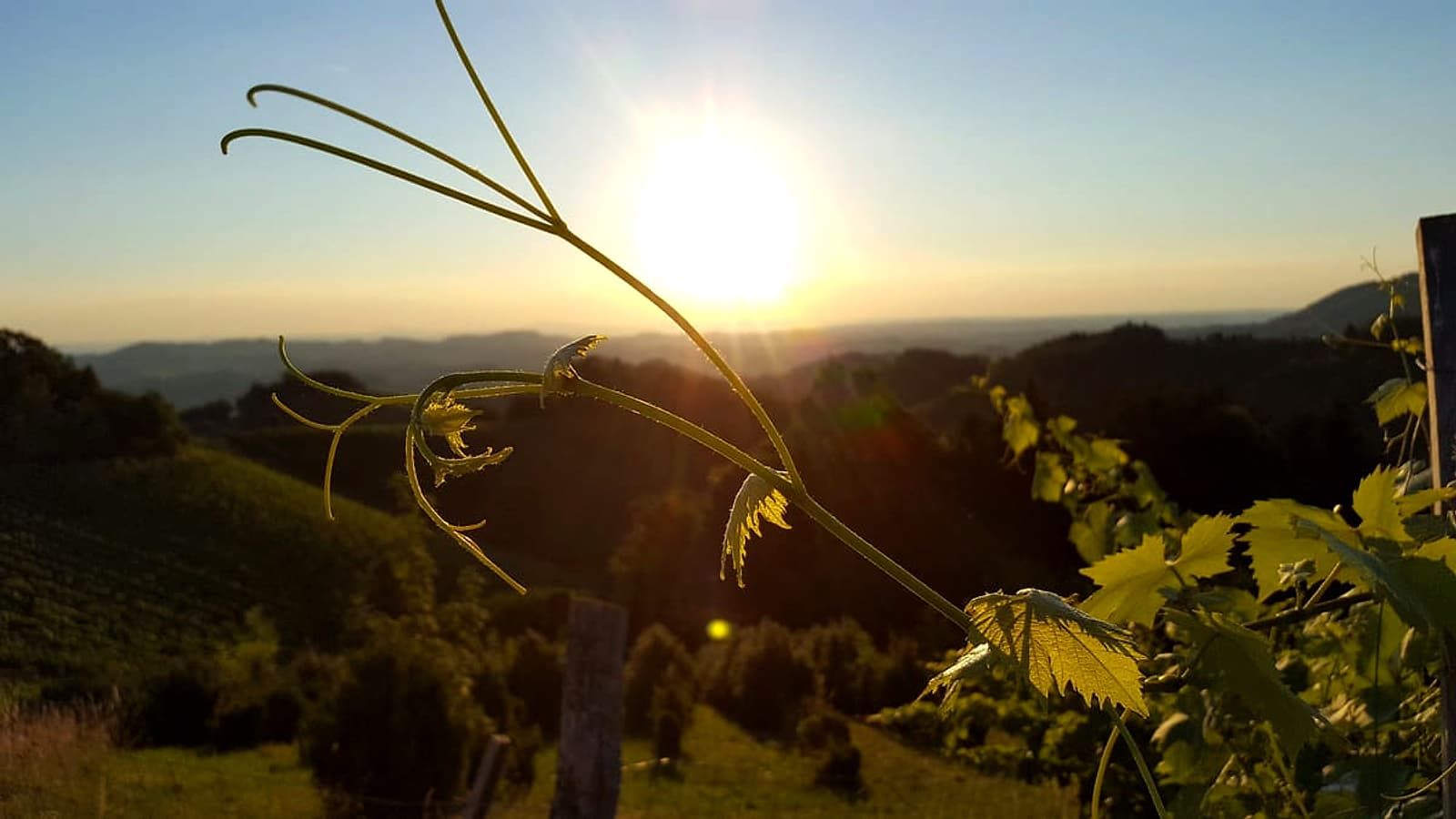 Junger Rebtrieb im Abendlicht